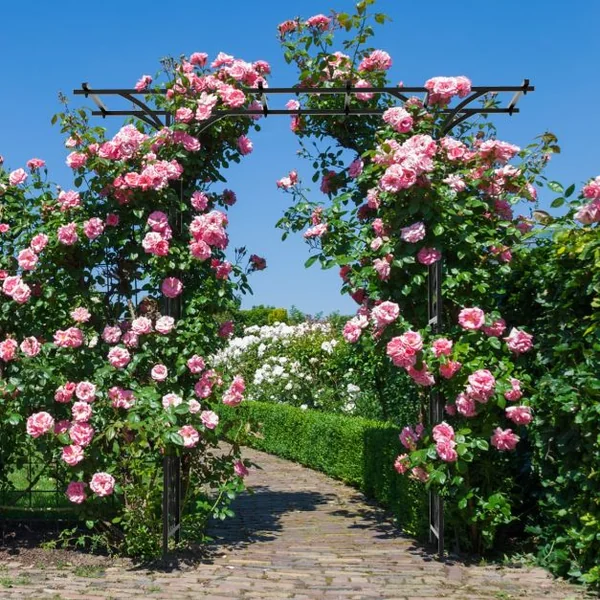 Arche de Jardin en Métal Revêtu de Poudre pour Plantes Grimpantes Arceau à Rosiers Imperméable 208x52x208 cm