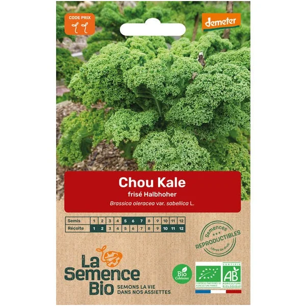 Chou Kale frisé Halbhoher semence 0,6g