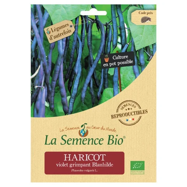 Haricot violet à rame Blauhilde semence 50g