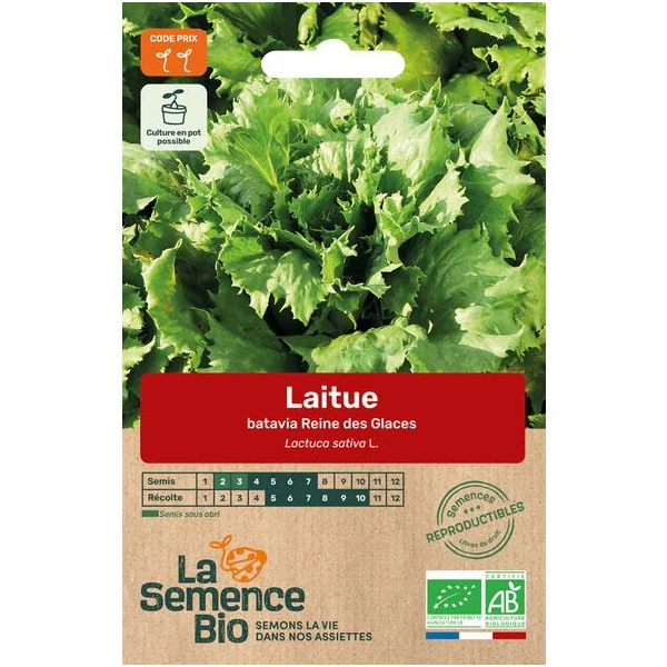 Laitue batavia Reine Glace semence 0,55g