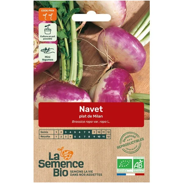 Navet plat de Milan semence 1g