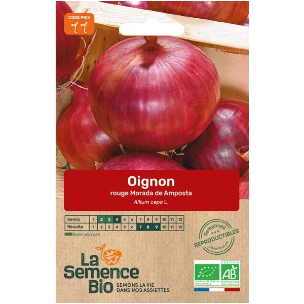 Oignon rouge Morada semence 1g